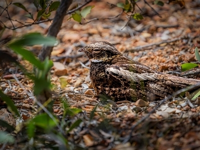 Eurostopodus mystacalis (White-throated Nightjar) at Kinka Beach, QLD - 17 Nov 2024 by trevsci