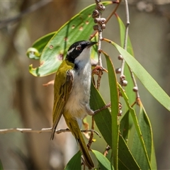 Melithreptus albogularis (White-throated Honeyeater) at Kinka Beach, QLD - 17 Nov 2024 by trevsci