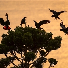 Calyptorhynchus banksii banksii (Northern Red-tailed Black-Cockatoo) at Yeppoon, QLD - 8 Nov 2024 by trevsci