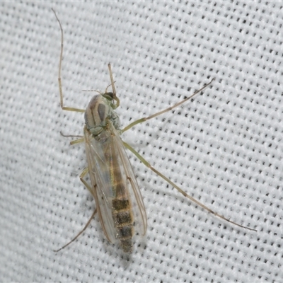 Axarus sp. (genus) (A non-biting midge) at Freshwater Creek, VIC - 4 Nov 2024 by WendyEM