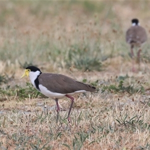 Vanellus miles at Fyshwick, ACT - 13 Nov 2024