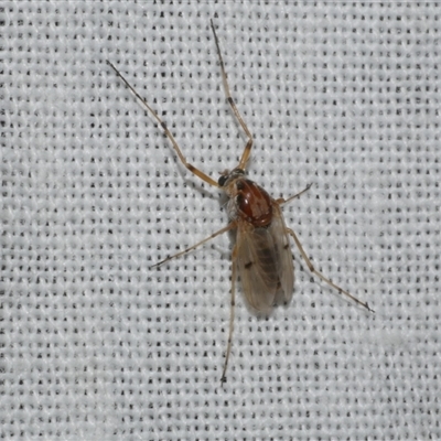 Procladius (genus) (A non-biting midge) at Freshwater Creek, VIC - 4 Nov 2024 by WendyEM