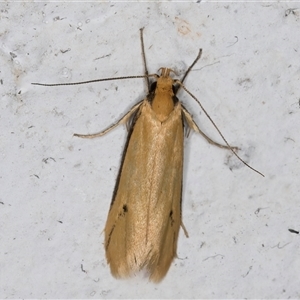 Philobota protecta at Melba, ACT - 18 Nov 2024 09:50 PM