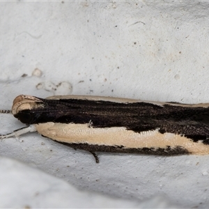 Ardozyga mesochra and similar species at Melba, ACT - 18 Nov 2024 09:53 PM