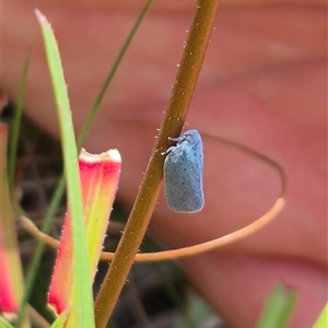 Dworena hyacintha at Monga, NSW - 21 Nov 2024