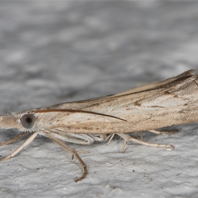 Culladia cuneiferellus (Crambinae moth) at Melba, ACT - 18 Nov 2024 by kasiaaus