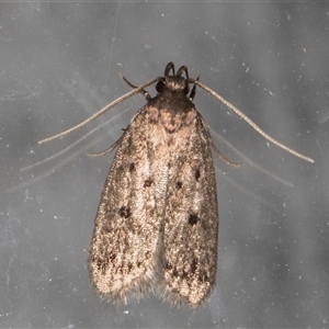 Anaptilora (genus) at Melba, ACT - 18 Nov 2024 10:02 PM