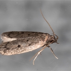 Anaptilora (genus) at Melba, ACT - 18 Nov 2024 10:02 PM