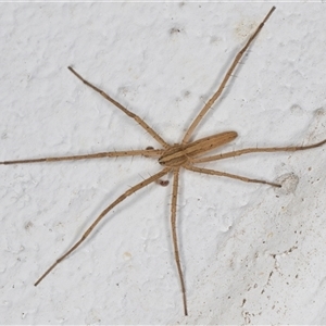 Thasyraea lepida (Prowling spider) at Melba, ACT by kasiaaus