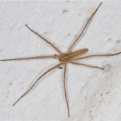 Thasyraea lepida (Prowling spider) at Melba, ACT - 18 Nov 2024 by kasiaaus