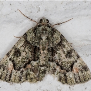 Aeolochroma metarhodata at Melba, ACT - 19 Nov 2024 11:53 PM