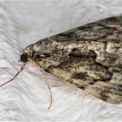 Aeolochroma metarhodata at Melba, ACT - 19 Nov 2024 11:53 PM