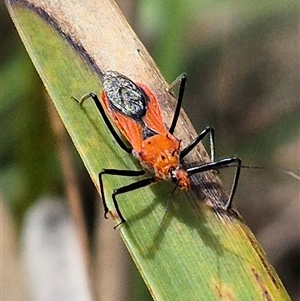 Gminatus australis at Monga, NSW - 21 Nov 2024