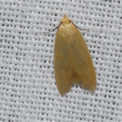 Aeolothapsa malacella (A Concealer moth) at Freshwater Creek, VIC - 17 Nov 2024 by WendyEM