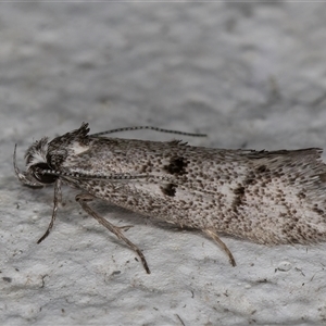 Heterozyga coppatias at Melba, ACT - 19 Nov 2024 11:54 PM