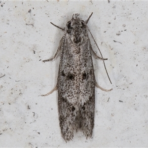 Heterozyga coppatias at Melba, ACT - 19 Nov 2024 11:54 PM