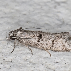 Heterozyga coppatias at Melba, ACT - 19 Nov 2024 11:54 PM