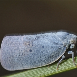 Dworena hyacintha at Uriarra Village, ACT - 21 Nov 2024