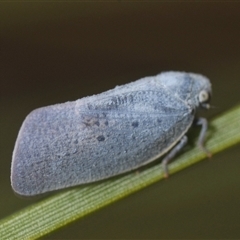 Dworena hyacintha at Uriarra Village, ACT - 21 Nov 2024