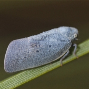 Dworena hyacintha at Uriarra Village, ACT - 21 Nov 2024