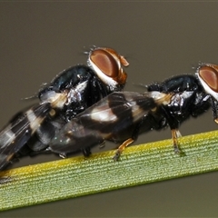 Lenophila achilles (Spider mimicking signal fly) at Uriarra Village, ACT - 21 Nov 2024 by Harrisi