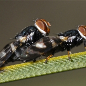 Lenophila achilles at Uriarra Village, ACT - 21 Nov 2024