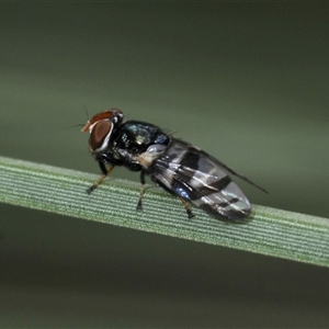 Lenophila achilles at Uriarra Village, ACT - 21 Nov 2024