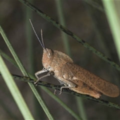 Unidentified Grasshopper (several families) at Uriarra Village, ACT - 21 Nov 2024 by Harrisi