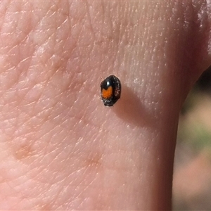 Diomus notescens at Monga, NSW - 21 Nov 2024 02:22 PM