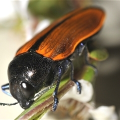 Castiarina amplipennis (Jewel Beetle) at Uriarra Village, ACT - 21 Nov 2024 by Harrisi