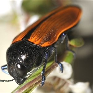 Castiarina amplipennis at Uriarra Village, ACT - 21 Nov 2024 07:46 PM