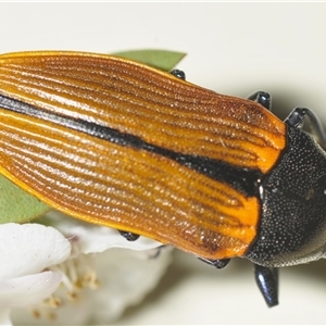 Castiarina amplipennis at Uriarra Village, ACT - 21 Nov 2024