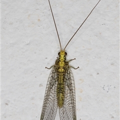 Italochrysa insignis (A Green Lacewing) at Melba, ACT - 19 Nov 2024 by kasiaaus