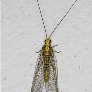 Italochrysa insignis at Melba, ACT - 19 Nov 2024 11:55 PM