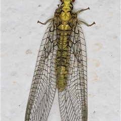 Italochrysa insignis at Melba, ACT - 19 Nov 2024 11:55 PM