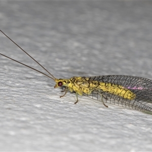 Italochrysa insignis at Melba, ACT - 19 Nov 2024 11:55 PM