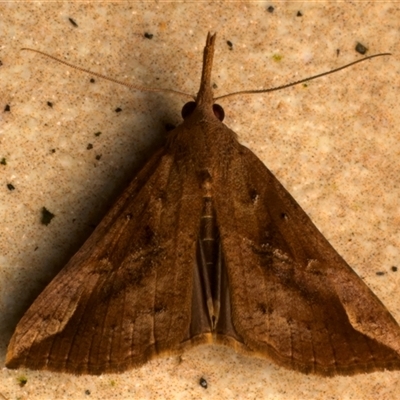 Hypena pelodes (Erebidae) at Bulli, NSW - 20 Nov 2024 by jb2602