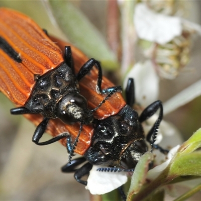 Castiarina nasuta (A jewel beetle) at Uriarra Village, ACT - 21 Nov 2024 by Harrisi