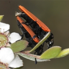 Castiarina nasuta at Uriarra Village, ACT - 21 Nov 2024