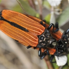 Castiarina nasuta at Uriarra Village, ACT - 21 Nov 2024