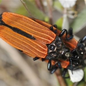 Castiarina nasuta at Uriarra Village, ACT - 21 Nov 2024