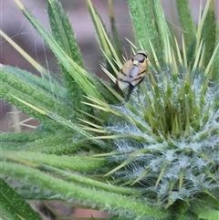 Euribia solstitialis at Bungendore, NSW - suppressed