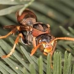 Polistes (Polistella) humilis (Common Paper Wasp) at Bruce, ACT - 19 Nov 2024 by kasiaaus