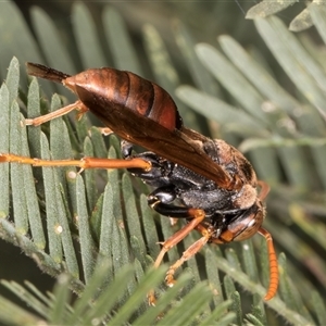 Polistes (Polistella) humilis at Bruce, ACT - 20 Nov 2024