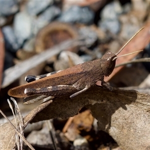 Goniaea opomaloides at Bungonia, NSW - 17 Nov 2024