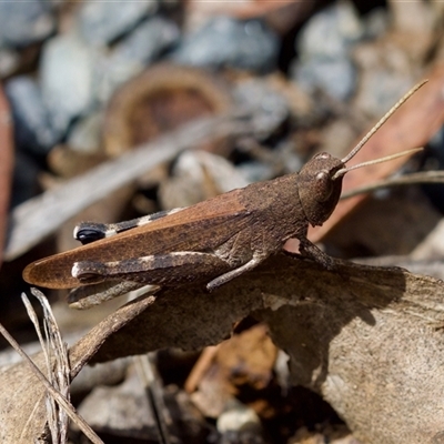 Goniaea opomaloides (Mimetic Gumleaf Grasshopper) at Bungonia, NSW - 17 Nov 2024 by KorinneM