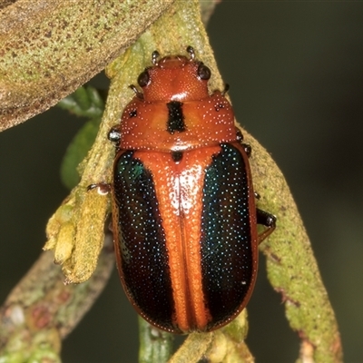 Calomela curtisi (Acacia leaf beetle) at Bruce, ACT - 19 Nov 2024 by kasiaaus