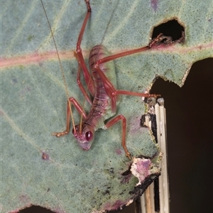 Torbia viridissima at Bruce, ACT - 20 Nov 2024 10:38 AM