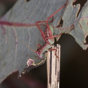 Torbia viridissima at Bruce, ACT - 20 Nov 2024 10:38 AM