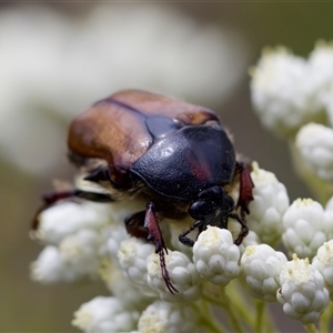 Bisallardiana gymnopleura at Bungonia, NSW - 17 Nov 2024